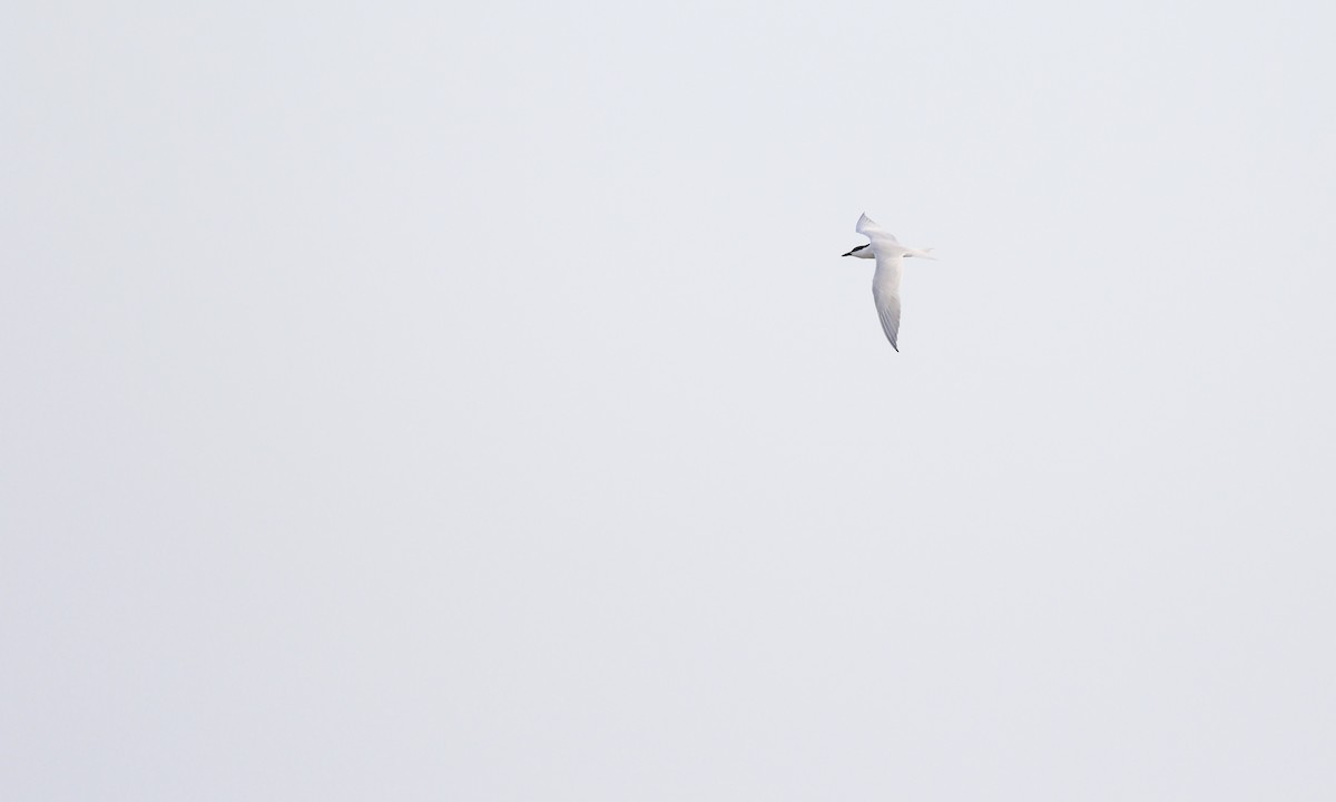 鷗嘴燕鷗 - ML646432310