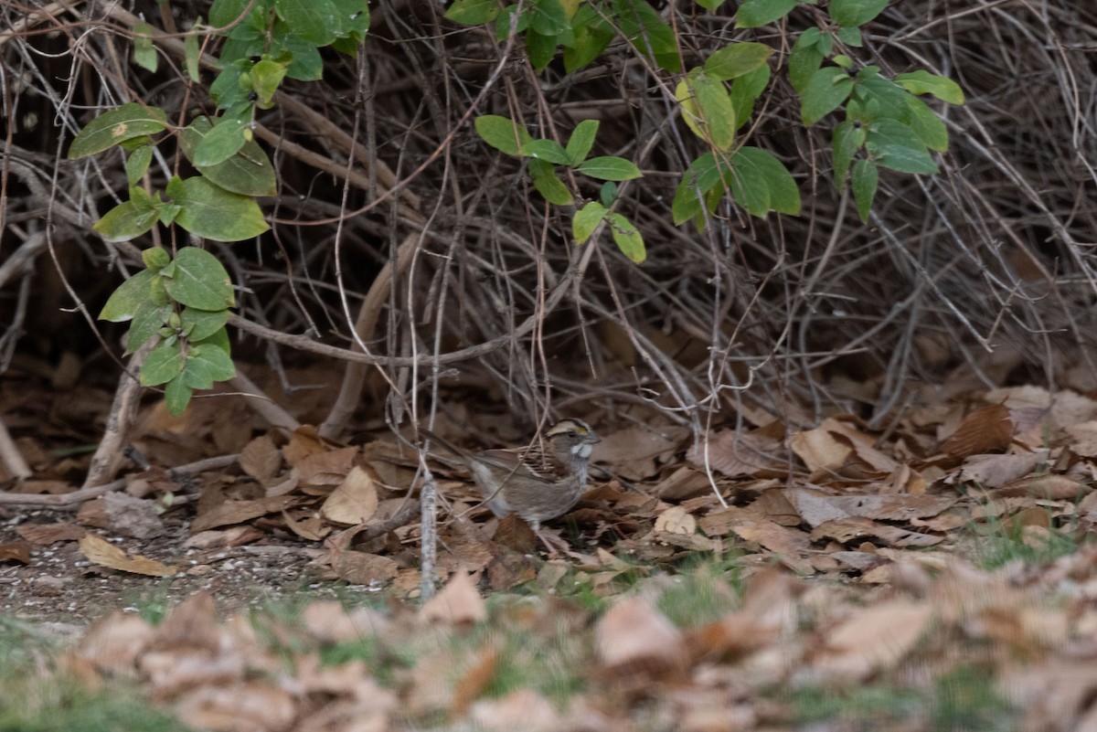 White-throated Sparrow - ML646432311
