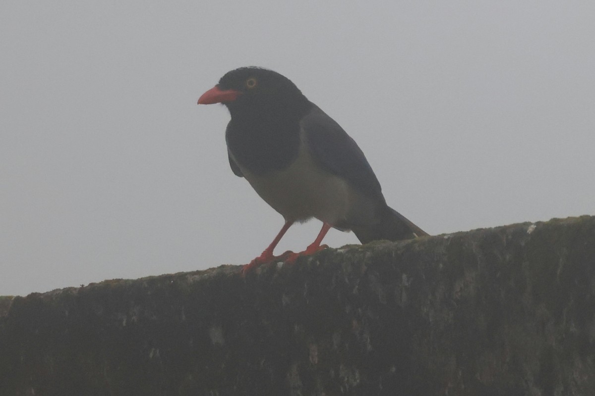 Red-billed Blue-Magpie - ML646432312