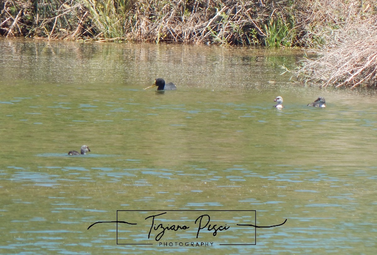 Red-gartered Coot - ML646432317