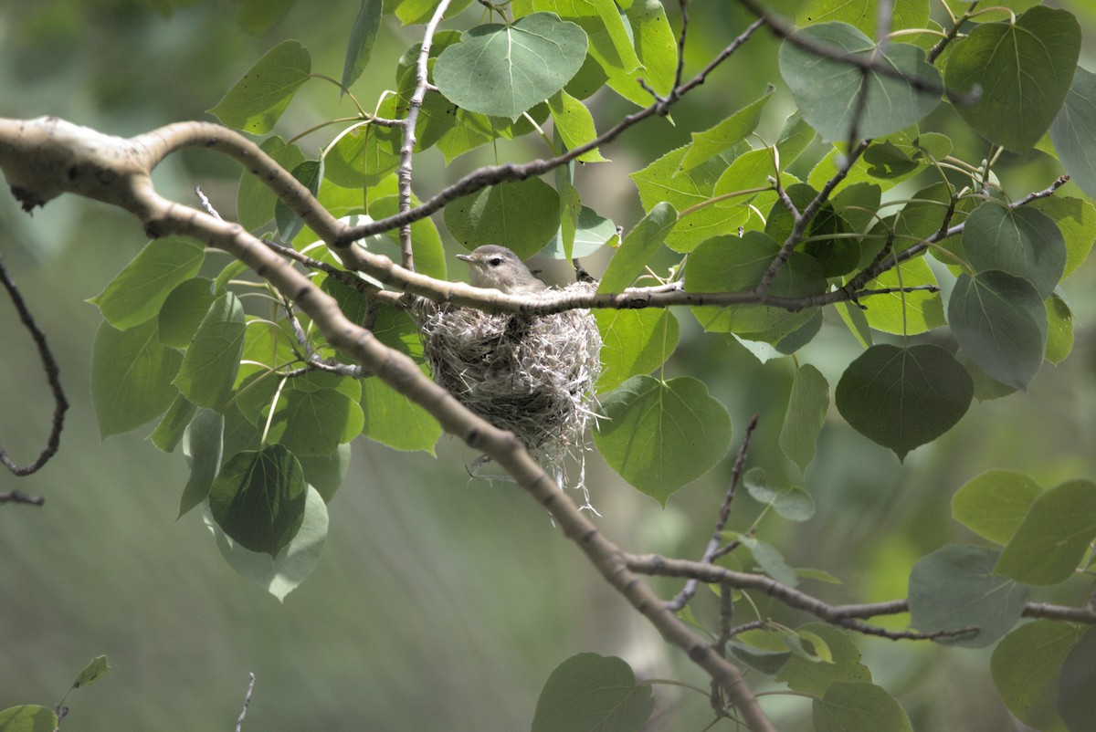 Western Warbling Vireo - ML646432318