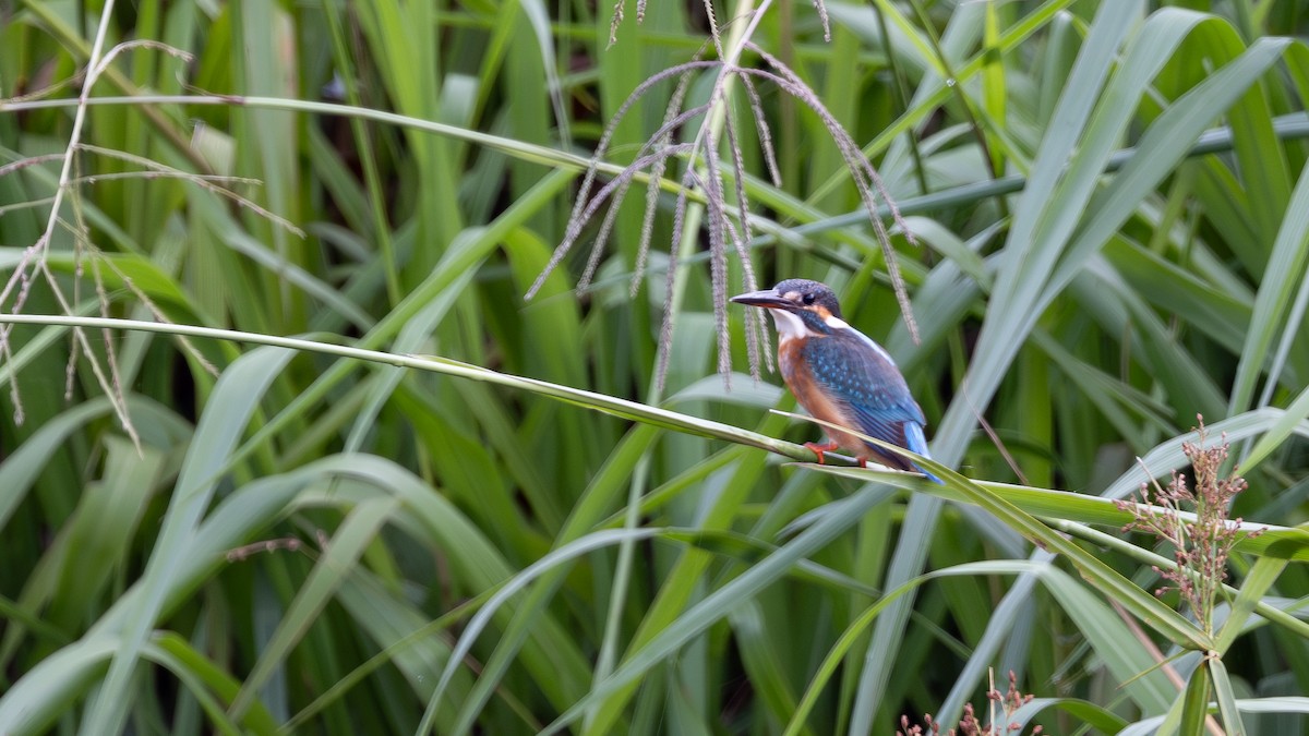 Common Kingfisher - ML646432319