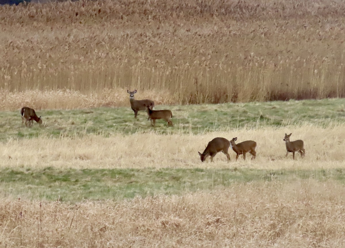 Animals - ML646432321