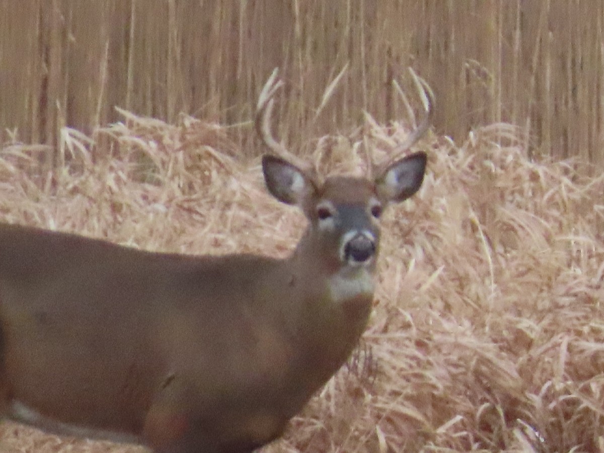Northern White-tailed Deer - ML646432322
