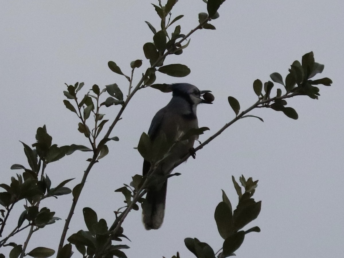 Blue Jay - ML646432323