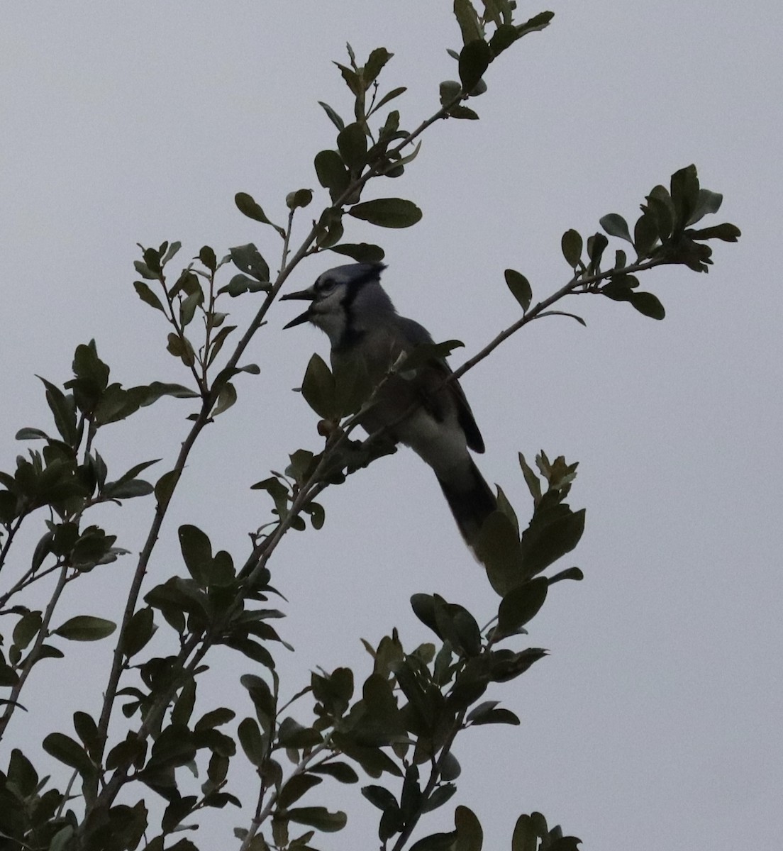Blue Jay - ML646432324