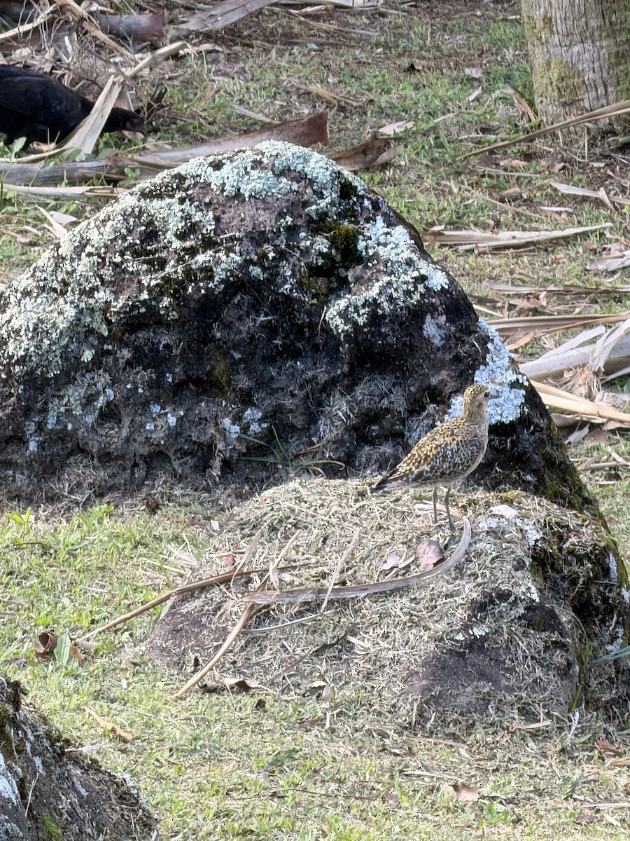 Азийн сүвээ цагаан - ML646432325