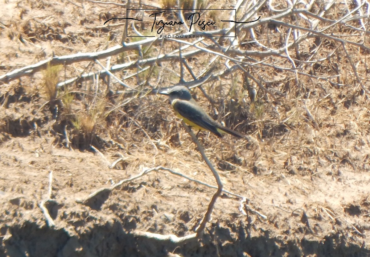 Tropical Kingbird - ML646432327