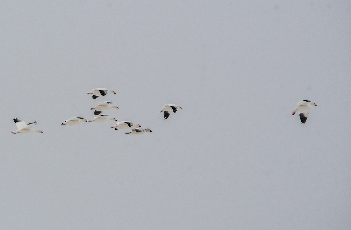 Snow Goose - ML646432329