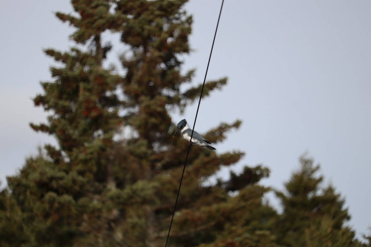 Belted Kingfisher - ML646432330