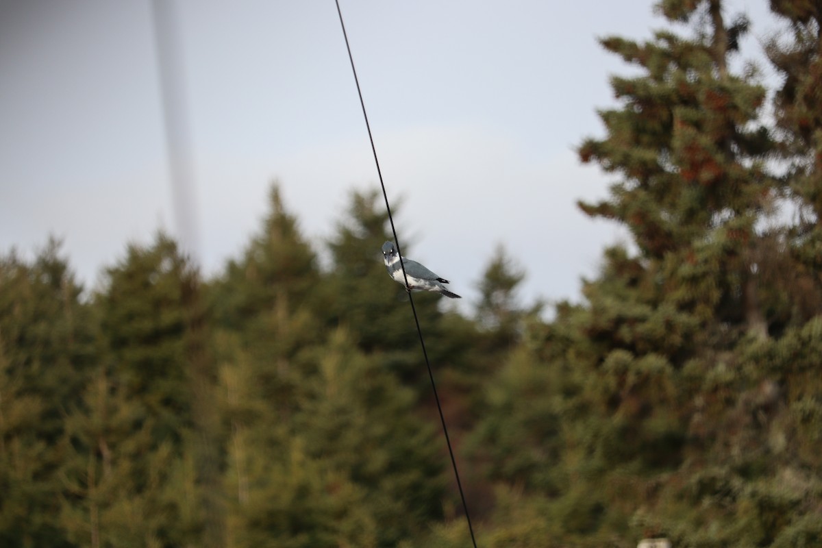 Belted Kingfisher - ML646432332