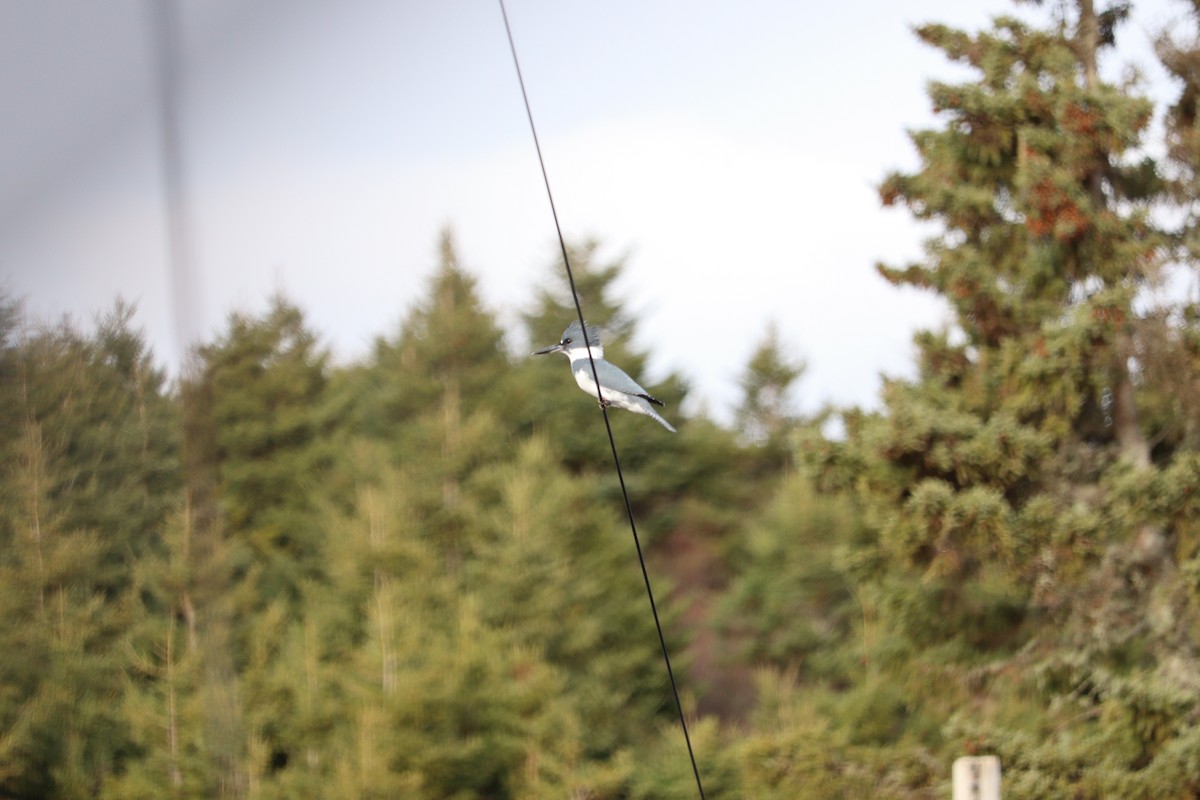 Belted Kingfisher - ML646432334