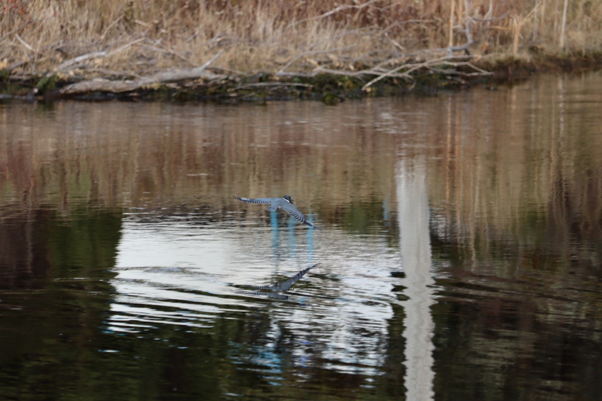 Belted Kingfisher - ML646432335