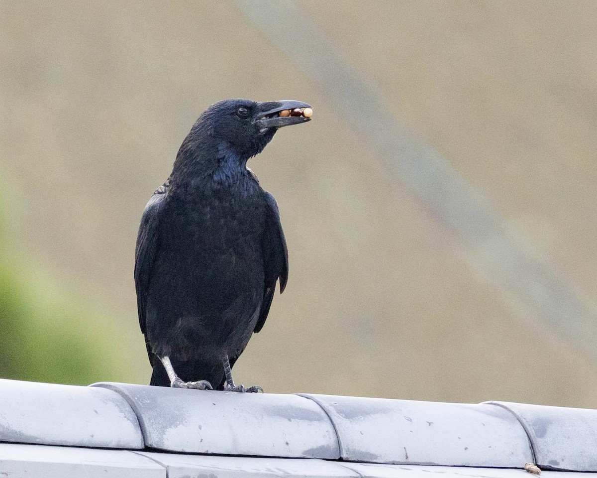 svartkråke - ML646432336