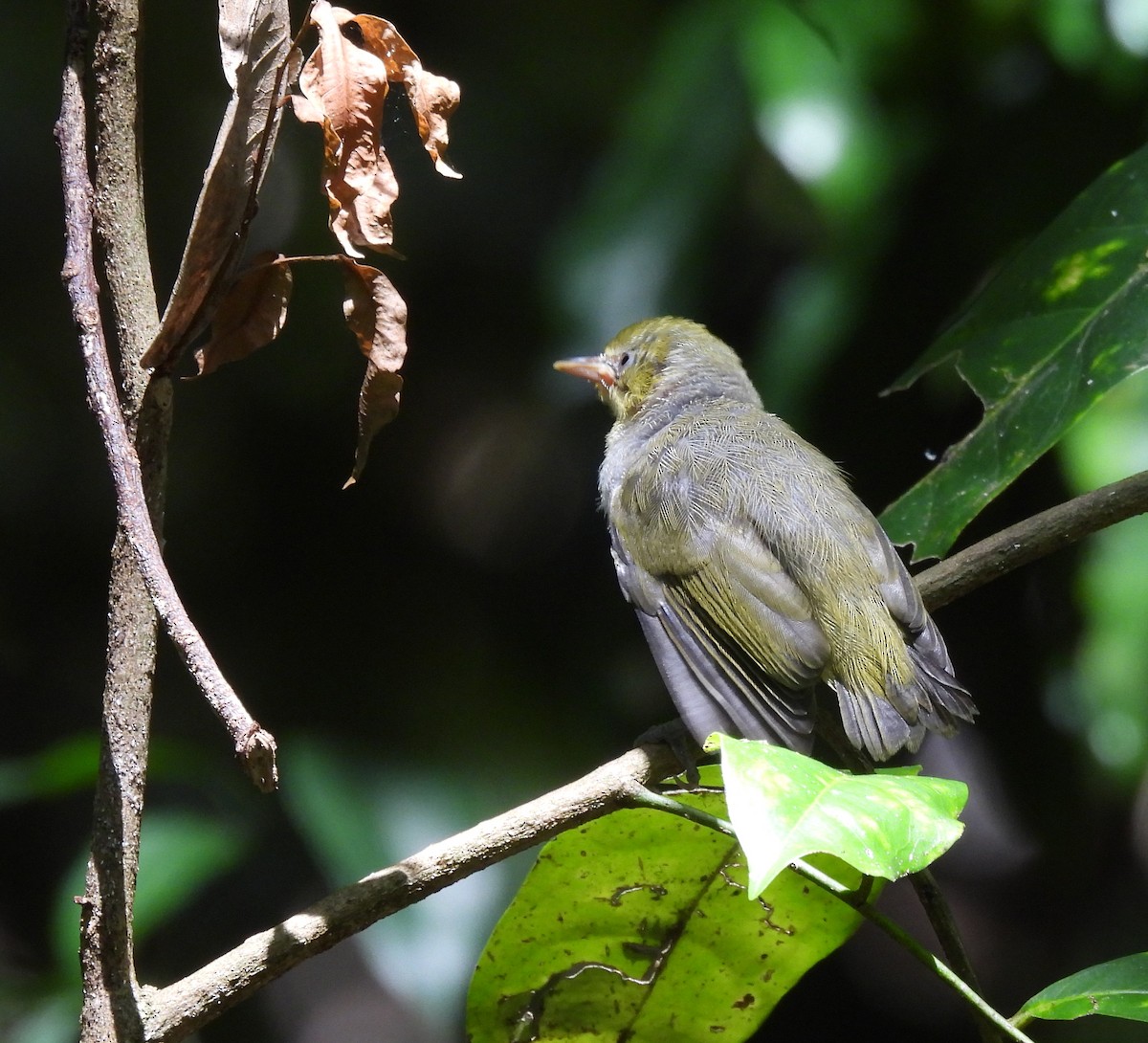 Silvereye - ML646432337