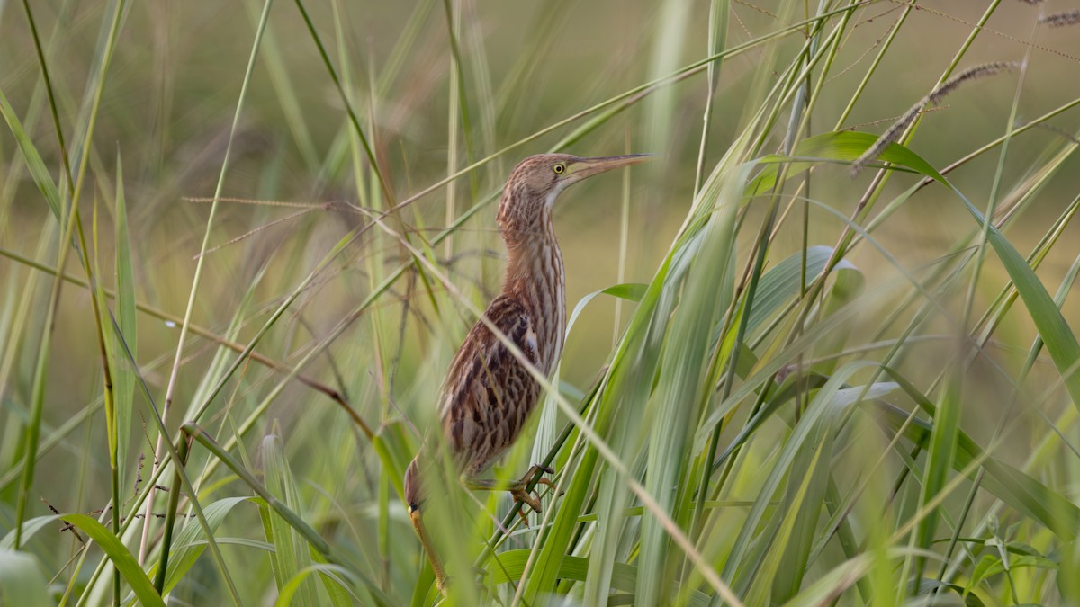 Yellow Bittern - ML646432338