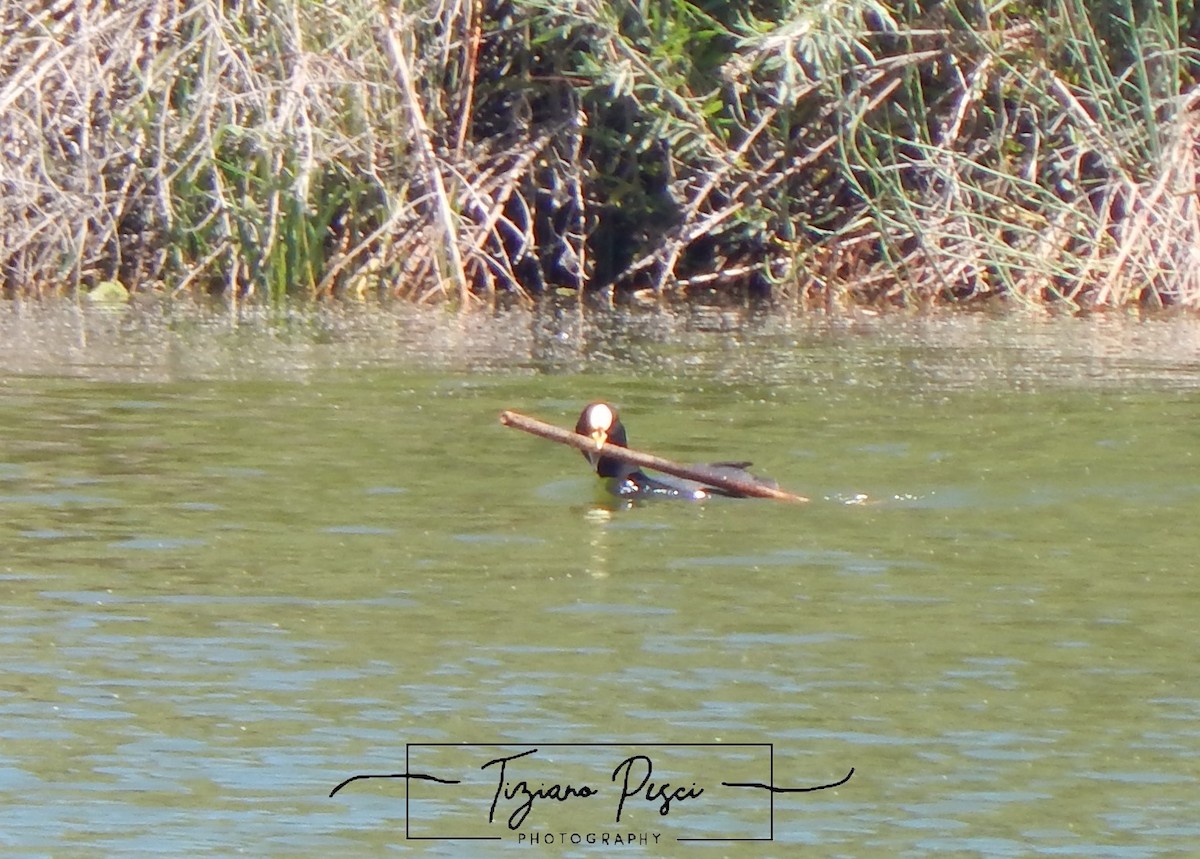 Red-gartered Coot - ML646432339