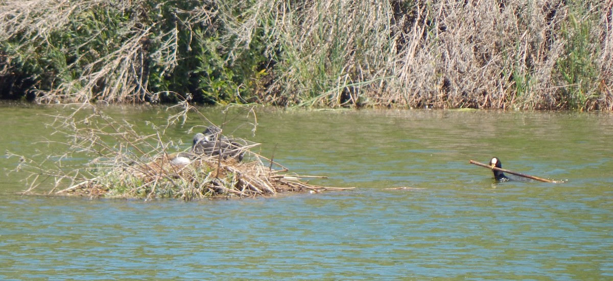 Red-gartered Coot - ML646432342