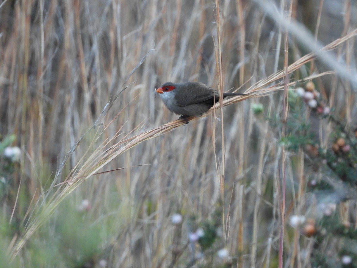 Common Waxbill - ML646432343