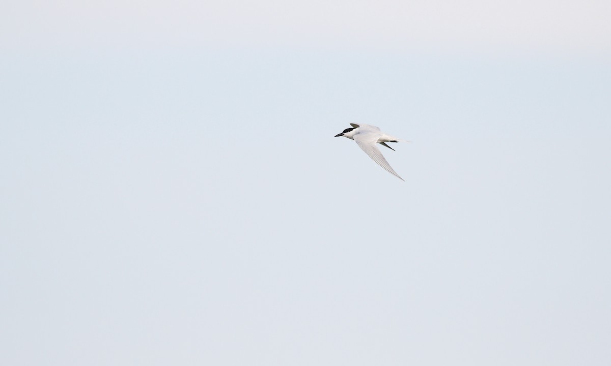 鷗嘴燕鷗 - ML646432344