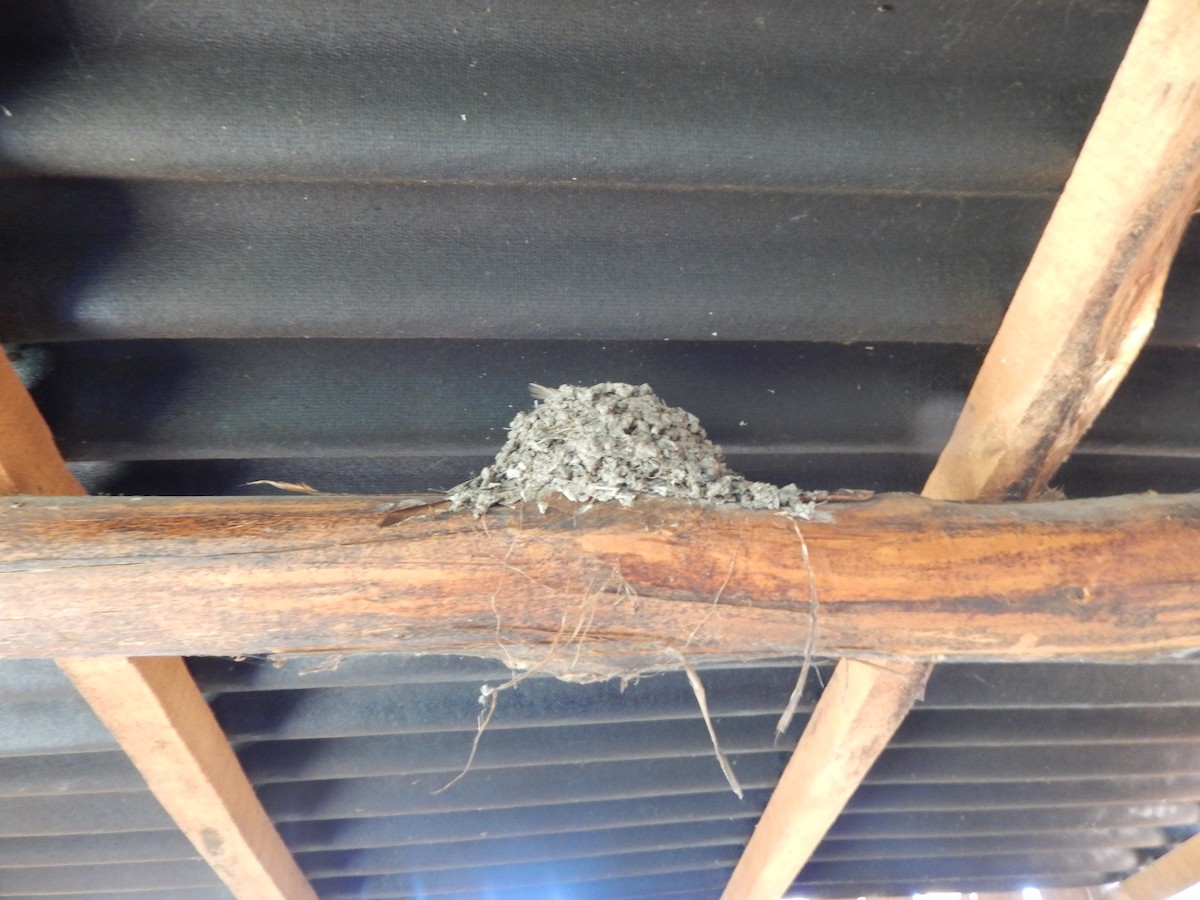 vlaštovka obecná - ML646432345