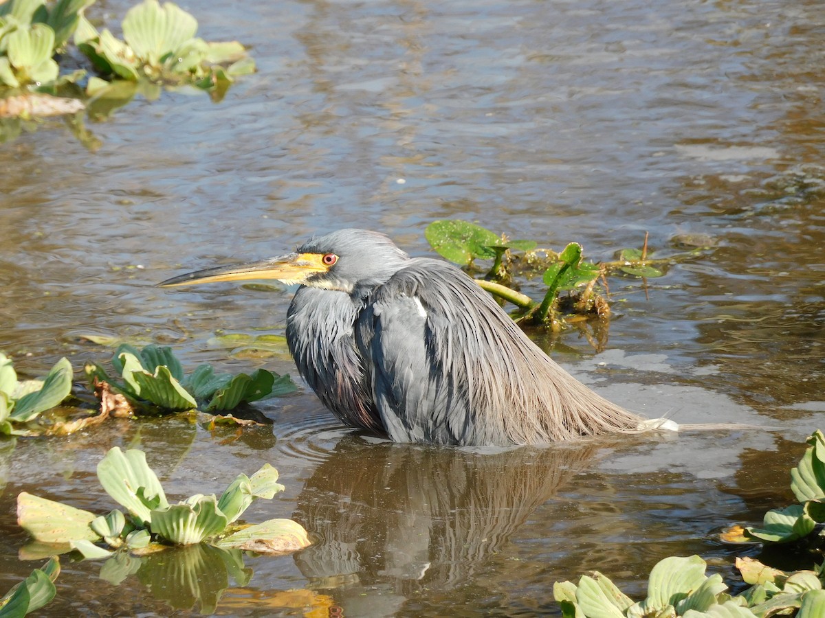 Tricolored Heron - ML646432346