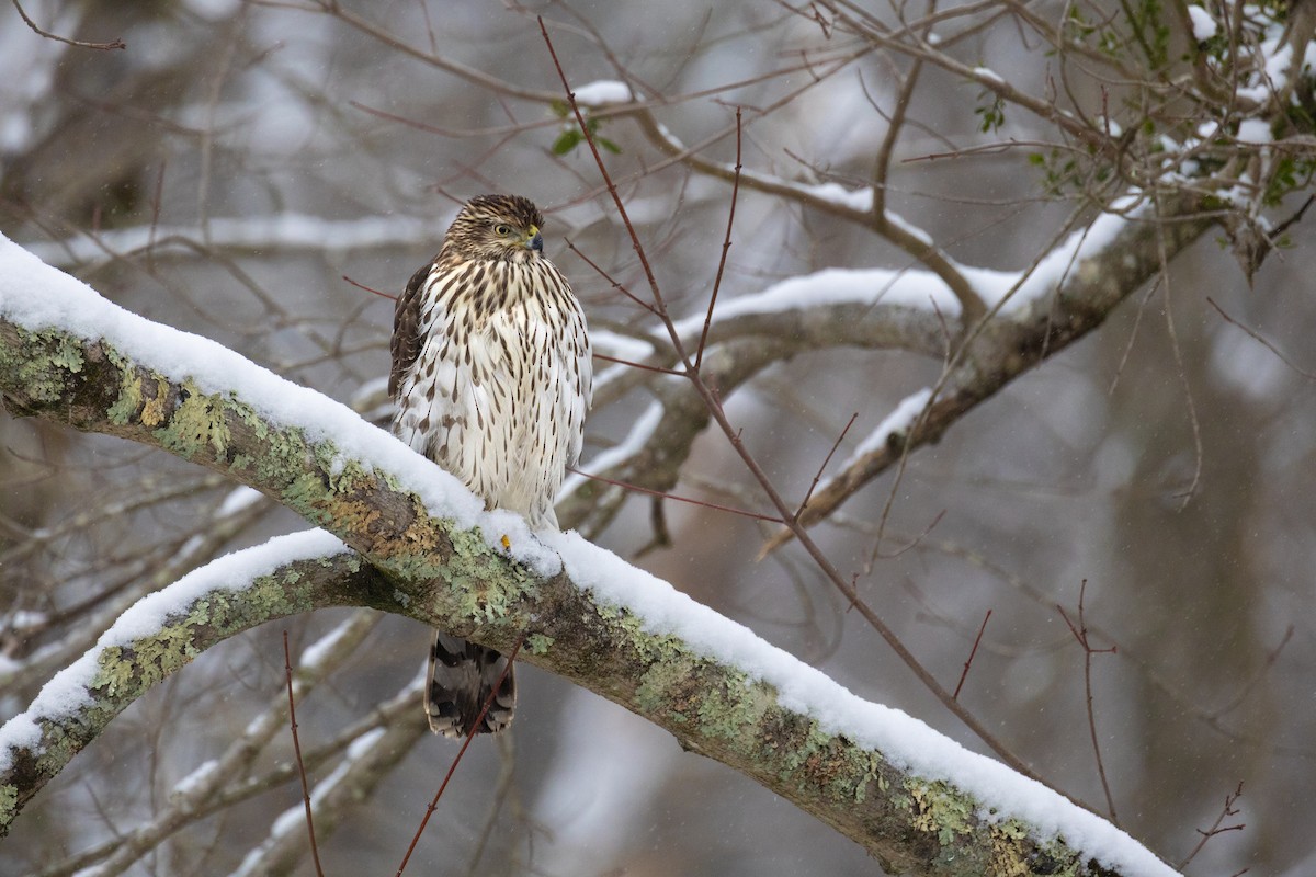 Cooper's Hawk - ML646432347