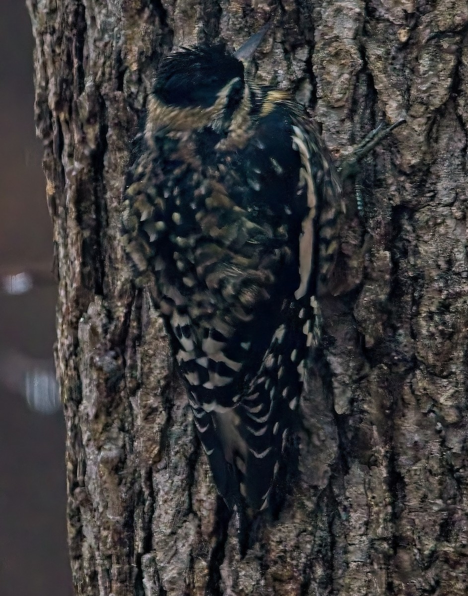Yellow-bellied Sapsucker - ML646432352