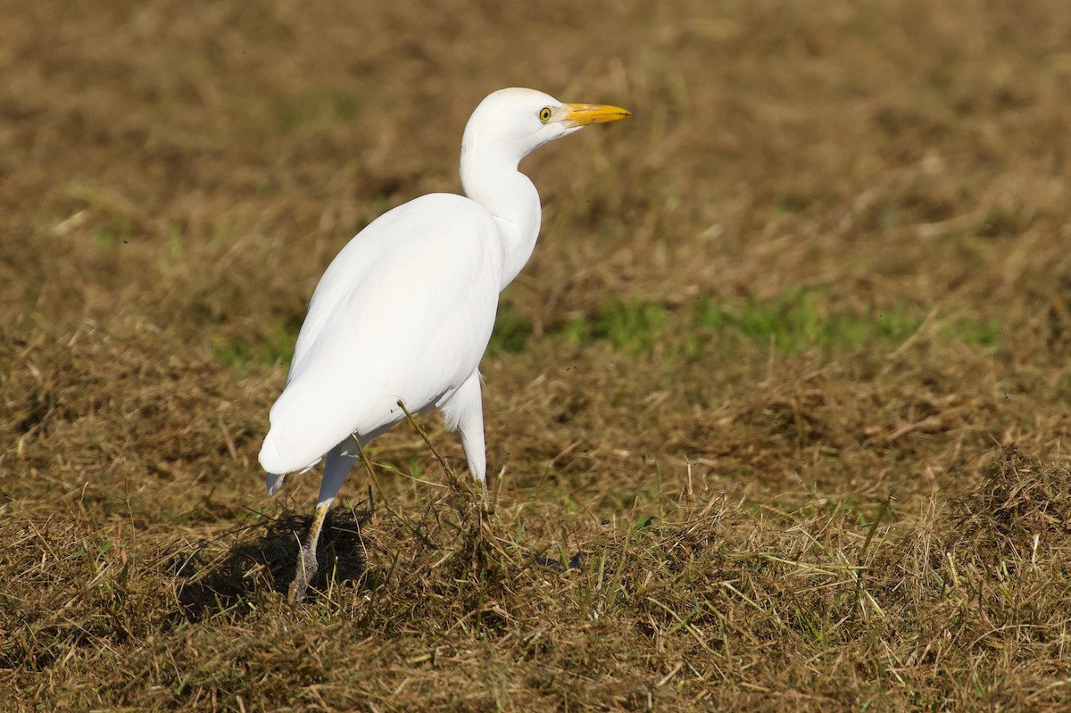 volavka rusohlavá - ML646432353