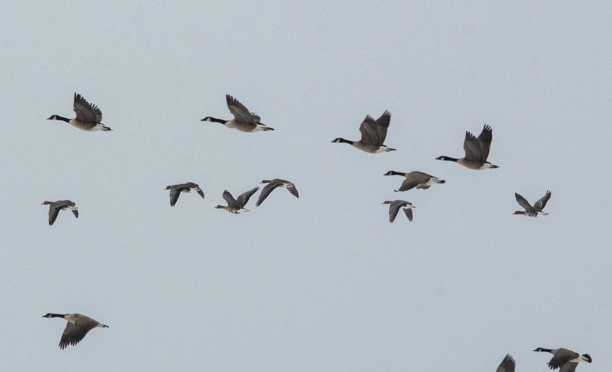Greater White-fronted Goose - ML646432355