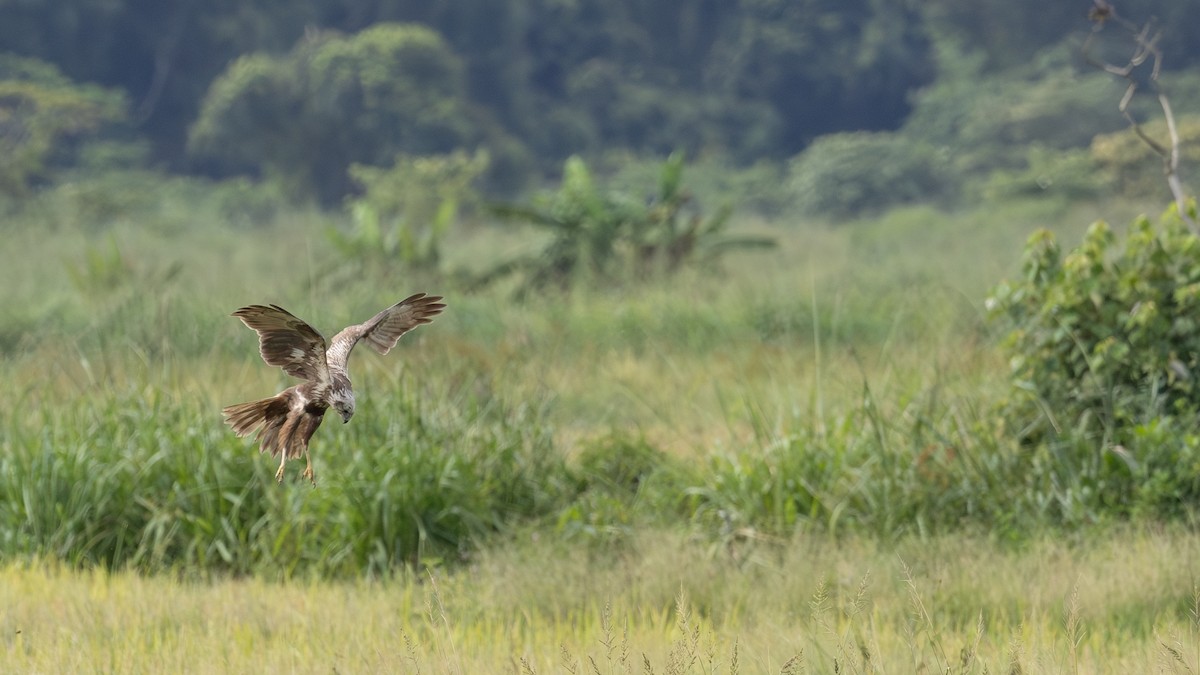 Eastern Marsh Harrier - ML646432358