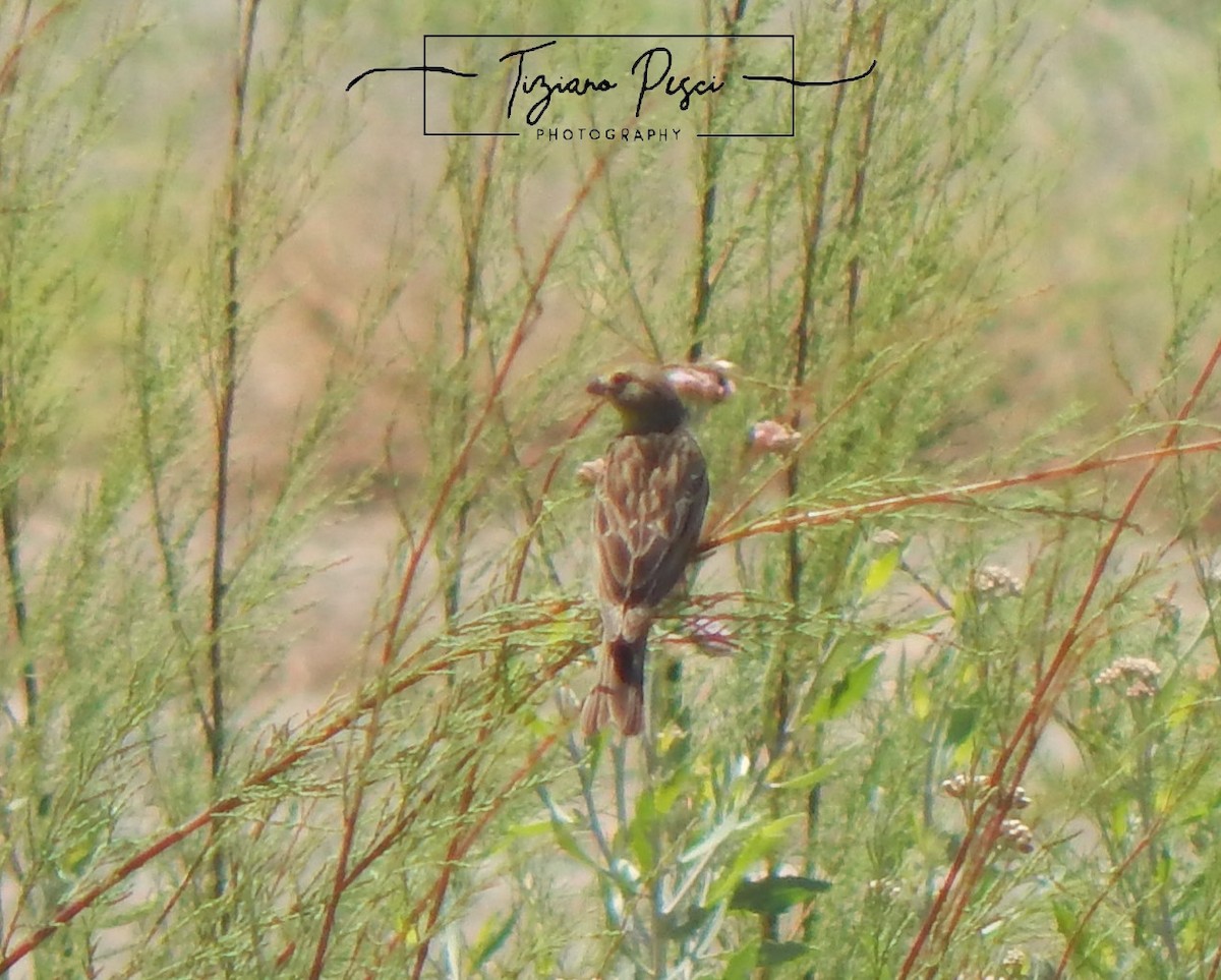 Grassland Yellow-Finch - ML646432359