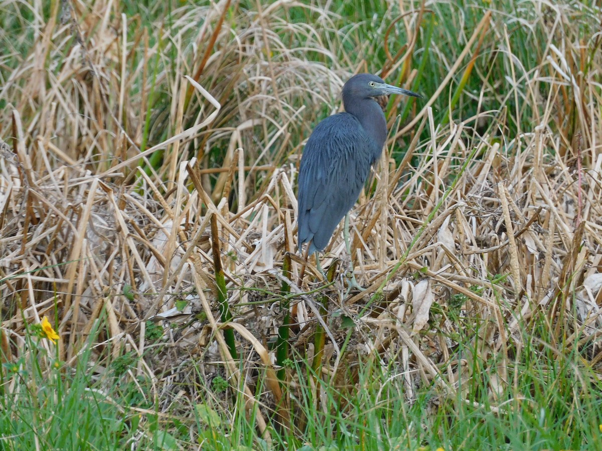 Little Blue Heron - ML646432360