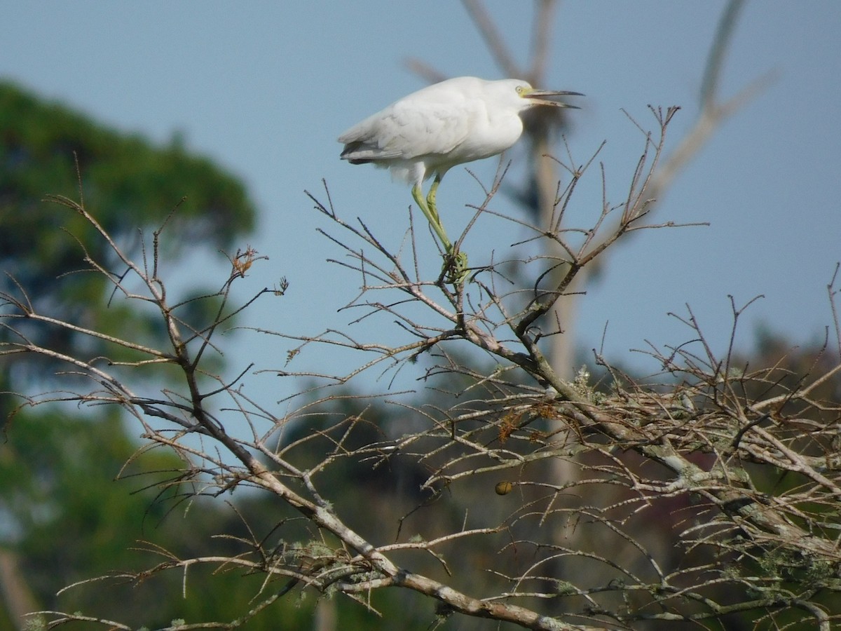 Little Blue Heron - ML646432361
