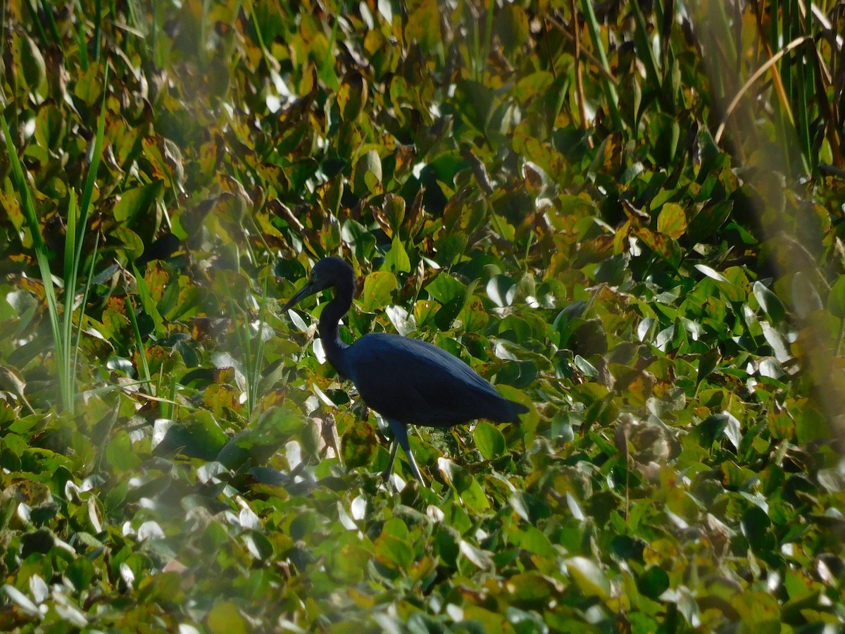 Little Blue Heron - ML646432362