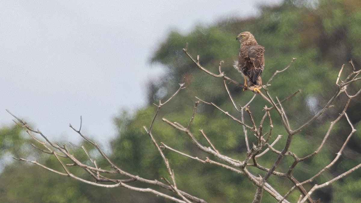 Eastern Marsh Harrier - ML646432363