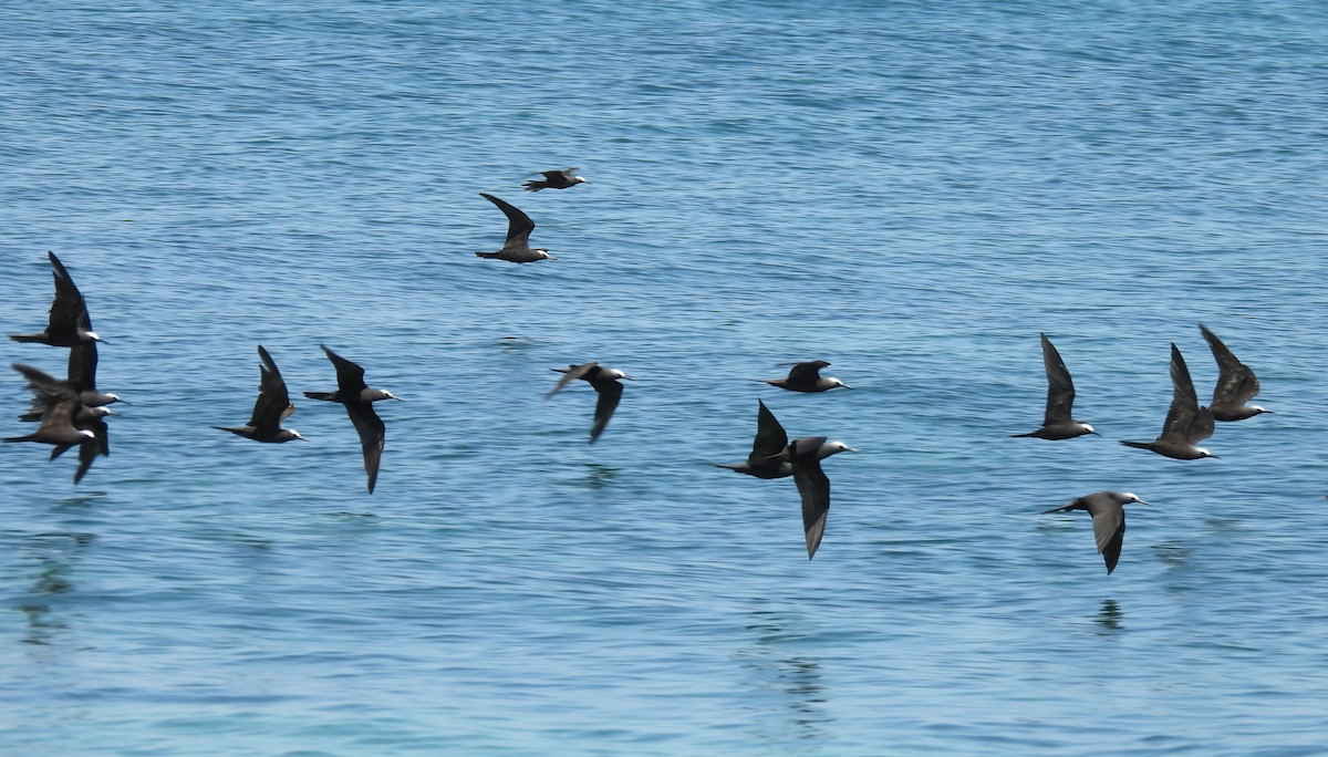 Black Noddy - ML646432364