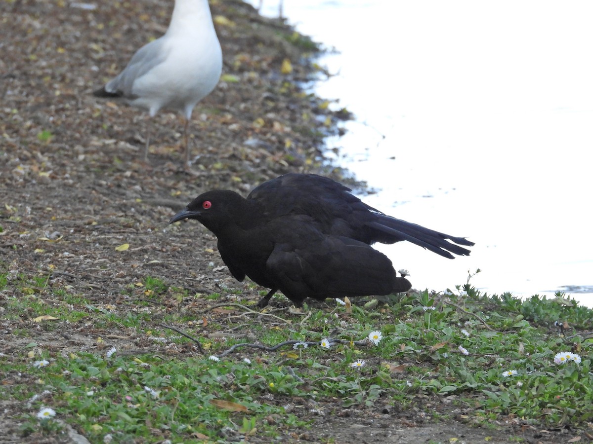 White-winged Chough - ML646432365