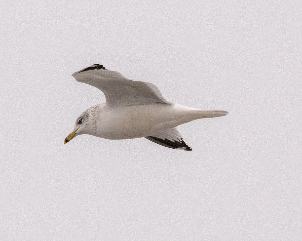 Ring-billed Gull - ML646432366