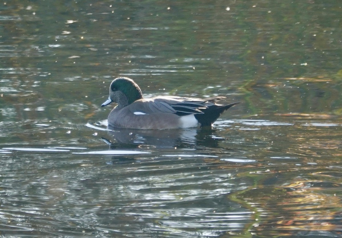 American Wigeon - ML646432368