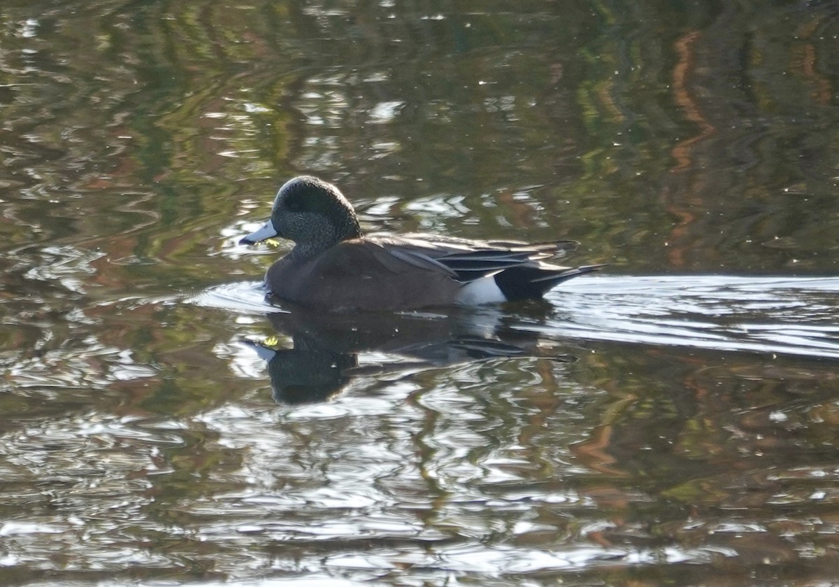 American Wigeon - ML646432369
