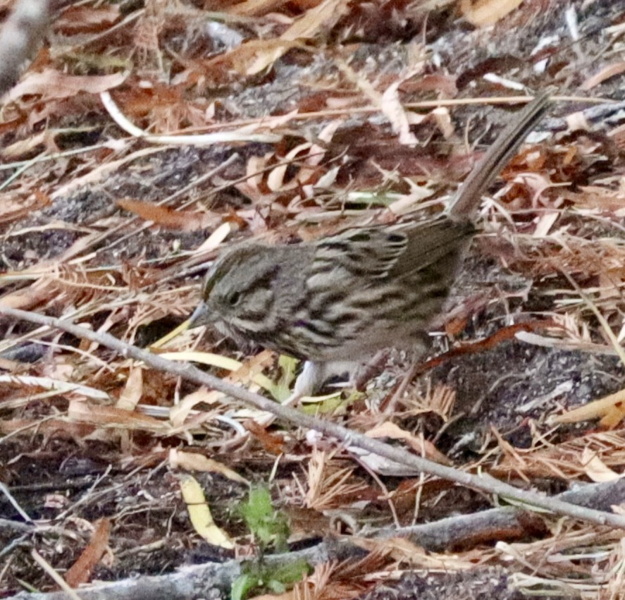 Song Sparrow - ML646432370