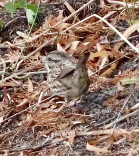 Song Sparrow - ML646432371