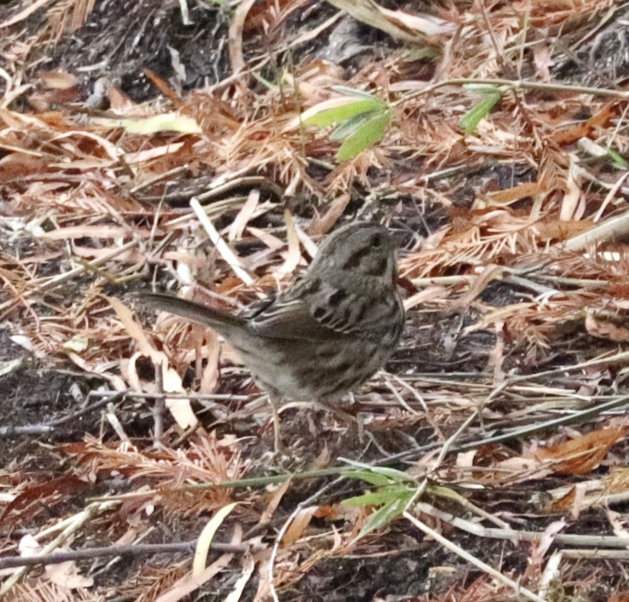 Song Sparrow - ML646432372
