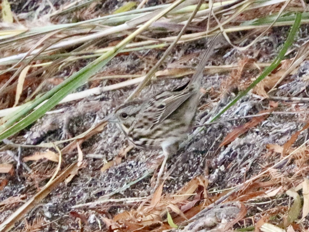 Song Sparrow - ML646432373