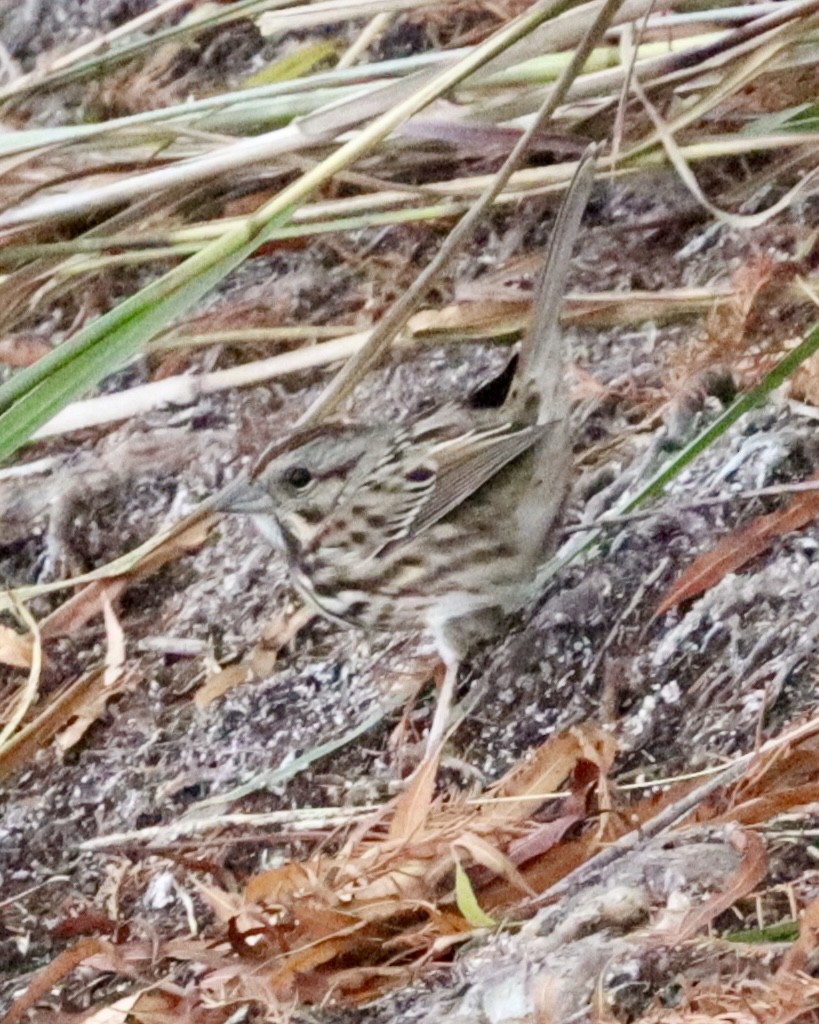Song Sparrow - ML646432374