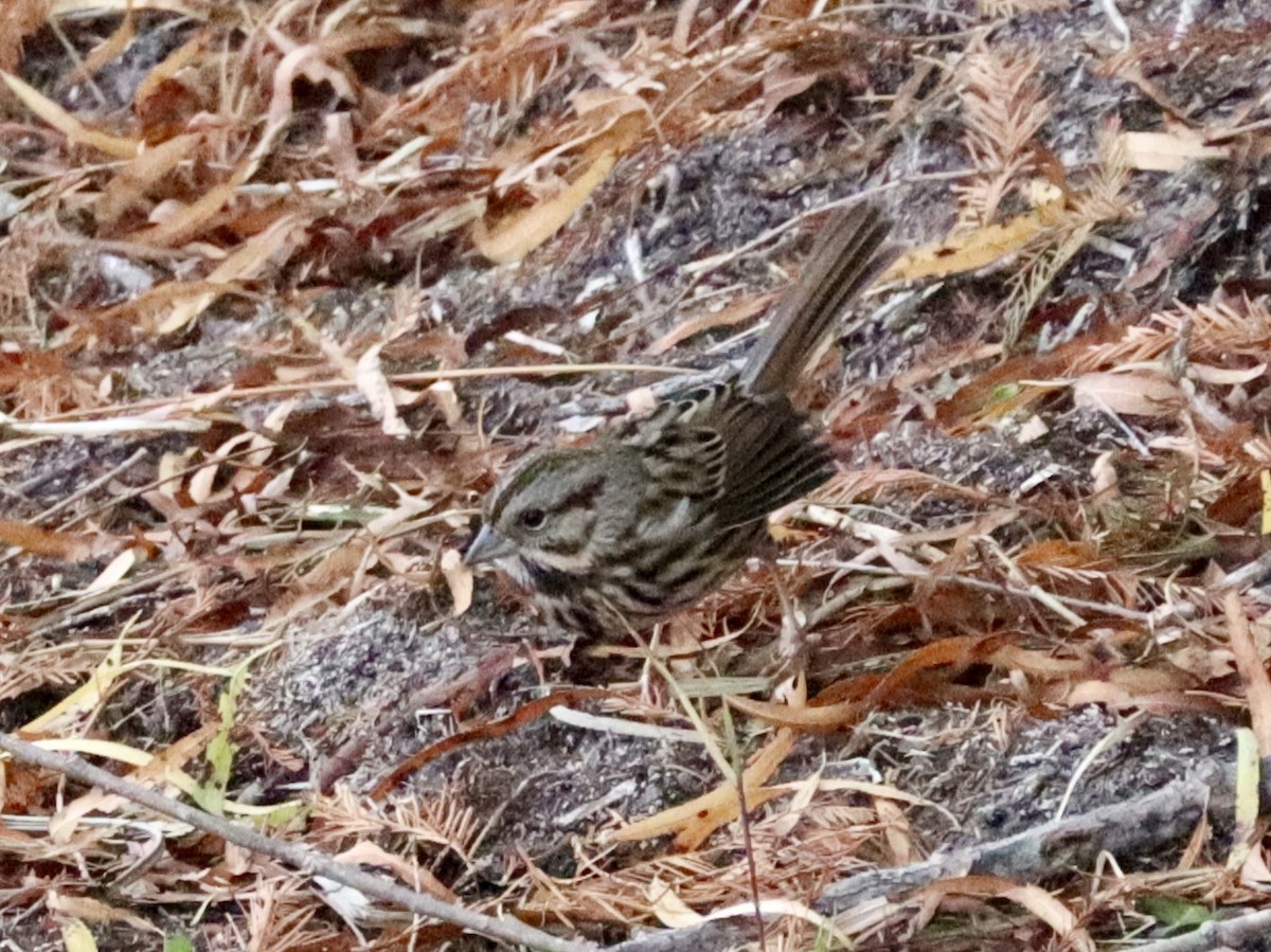 Song Sparrow - ML646432375