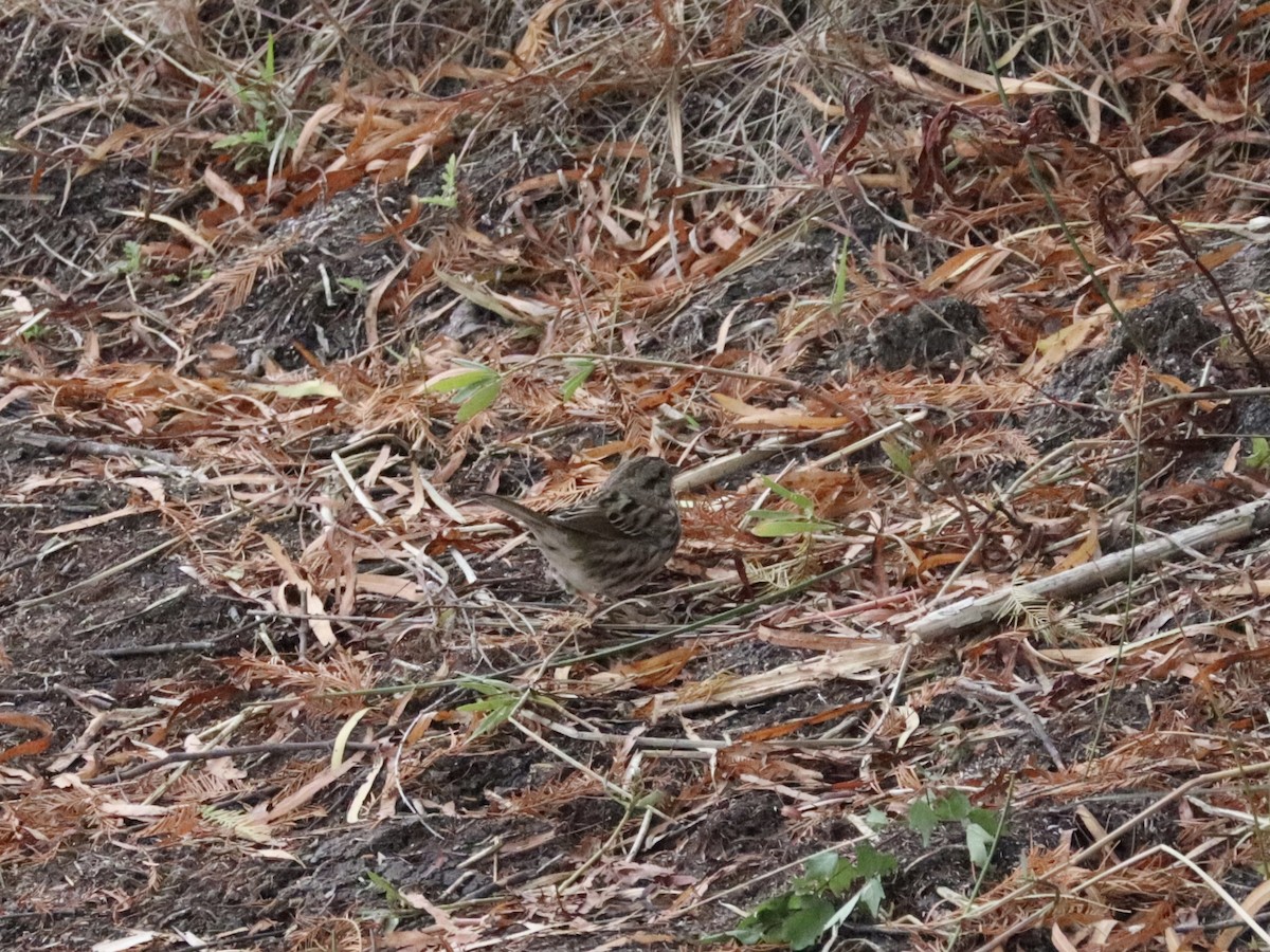 Song Sparrow - ML646432376