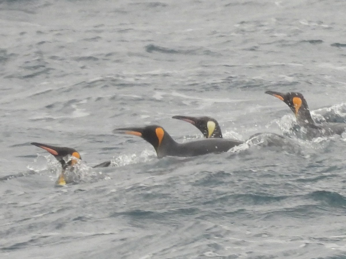 King Penguin - ML646432377