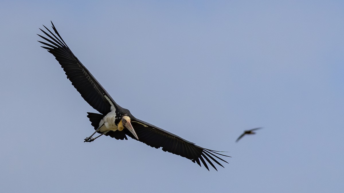 Lesser Adjutant - ML646432378